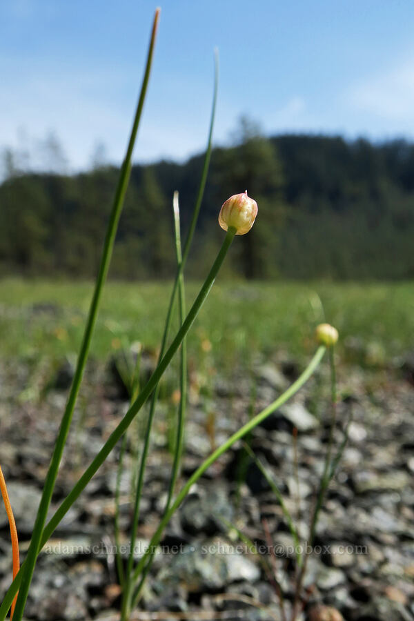 onion, budding (Allium sp.) [Waldo-Takilma ACEC, Josephine County, Oregon]