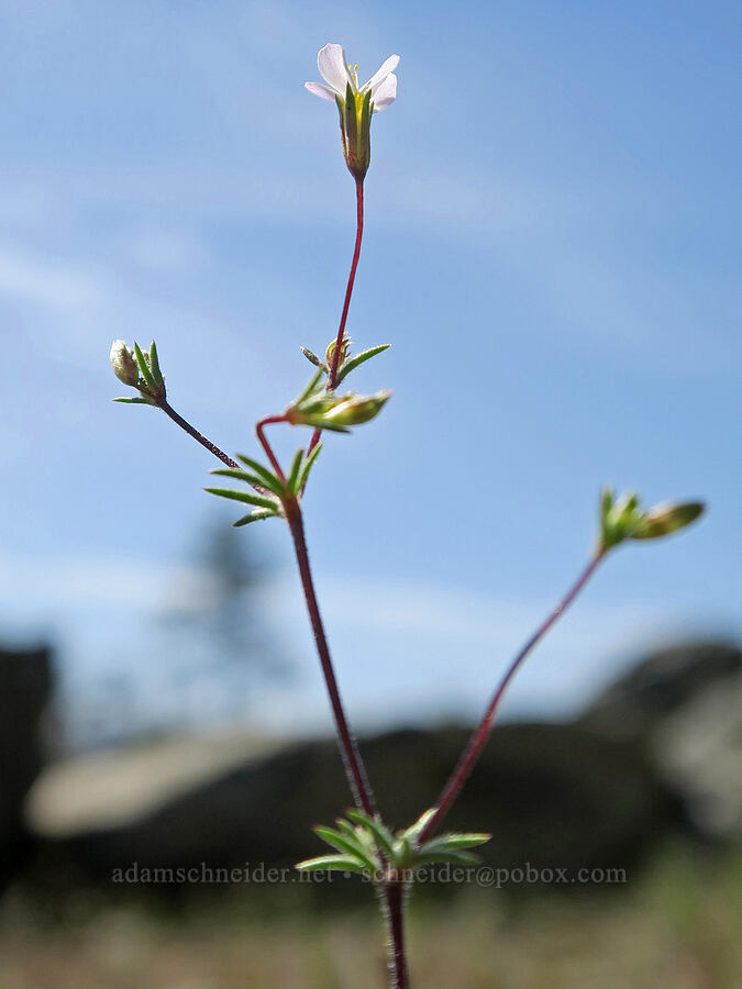Bolander's linanthus (Leptosiphon bolanderi (Linanthus bakeri)) [Waldo-Takilma ACEC, Josephine County, Oregon]