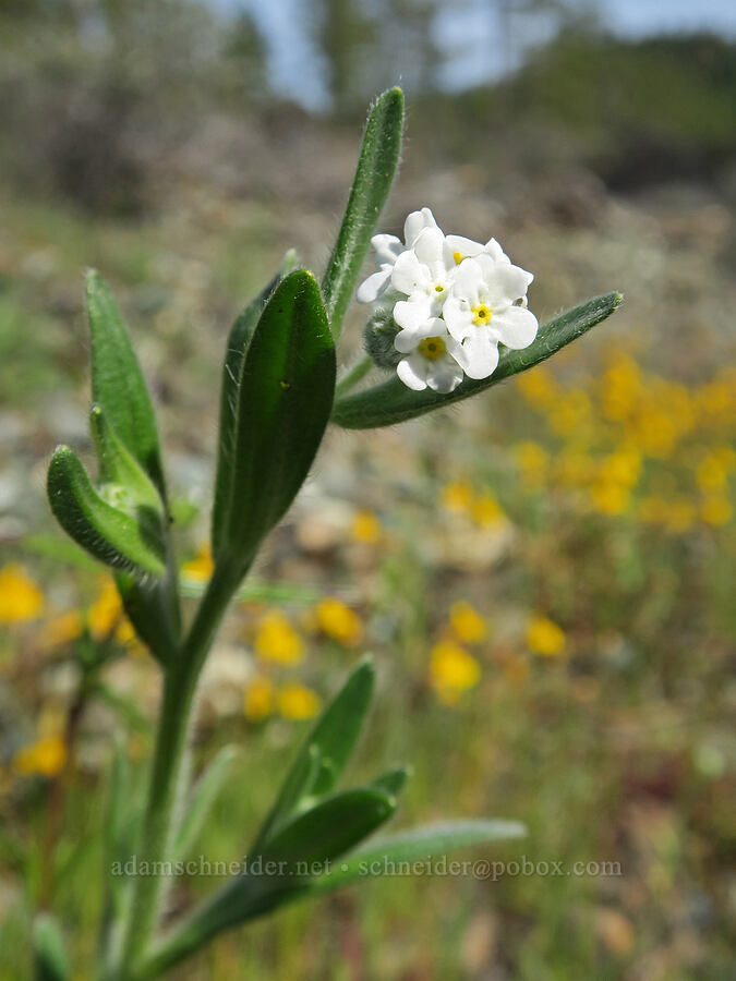 common cryptantha (Cryptantha intermedia) [Waldo-Takilma ACEC, Josephine County, Oregon]