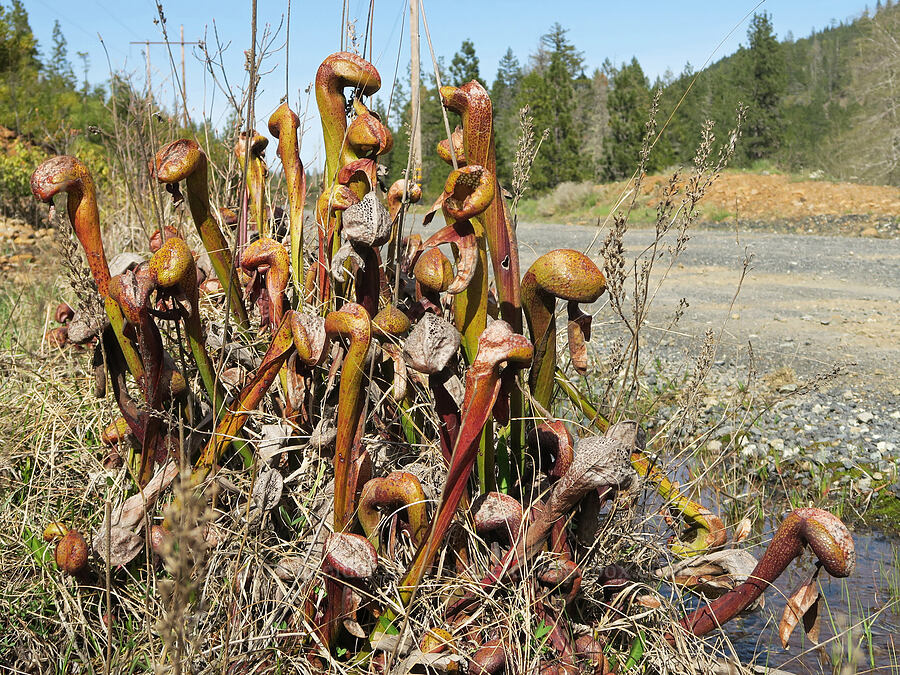 roadside pitcher plants (Darlingtonia californica) [Forest Road 4402, Josephine County, Oregon]