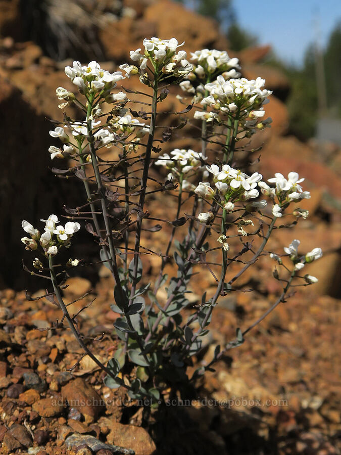 Siskiyou penny-cress (Noccaea fendleri ssp. siskiyouensis (Thlaspi montanum var. siskiyouense)) [Forest Road 4402, Josephine County, Oregon]