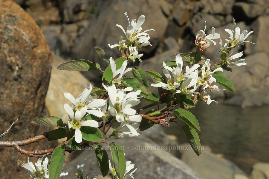 serviceberry flowers (Amelanchier sp.) [mouth of Whiskey Creek, Josephine County, Oregon]