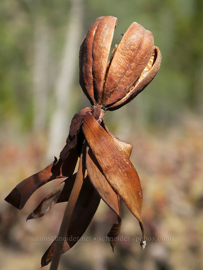 last year's pitcher plant seed pod (Darlingtonia californica) [Whiskey Creek Fen, Josephine County, Oregon]