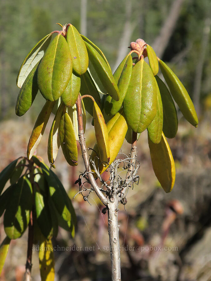 trapper's tea leaves (Rhododendron columbianum (Ledum columbianum) (Ledum glandulosum)) [Whiskey Creek Fen, Josephine County, Oregon]