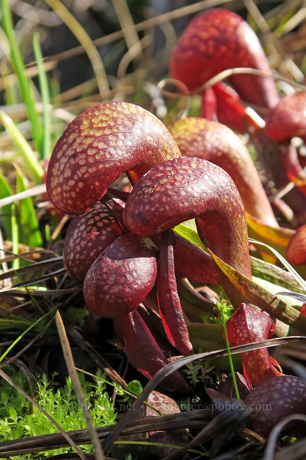 baby pitcher plants (Darlingtonia californica) [Whiskey Creek Fen, Josephine County, Oregon]