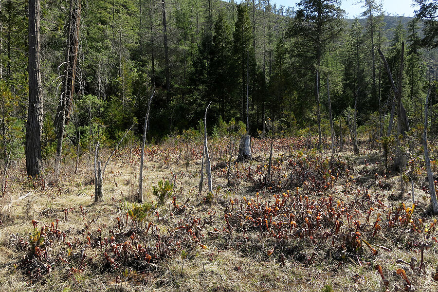 California pitcher plant fen (Darlingtonia californica) [Whiskey Creek Fen, Josephine County, Oregon]