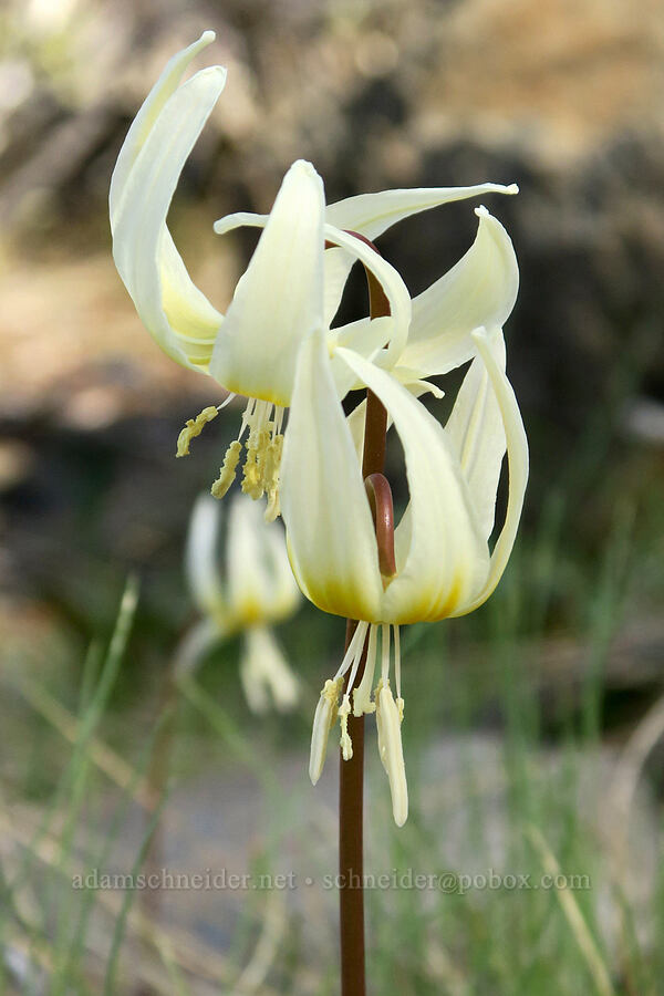 lemon fawn lilies (Erythronium citrinum) [Whiskey Creek Fen, Josephine County, Oregon]