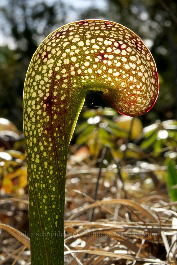 California pitcher plant (Darlingtonia californica) [Whiskey Creek Fen, Josephine County, Oregon]