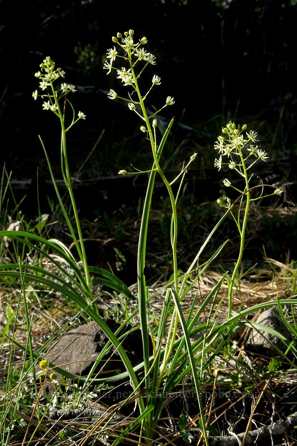 small-flowered death-camas (Toxicoscordion micranthum (Zigadenus micranthus)) [Forest Road 4402, Josephine County, Oregon]