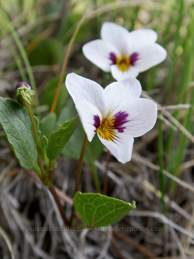 wedge-leaf violets (Viola cuneata) [Forest Road 4402, Josephine County, Oregon]