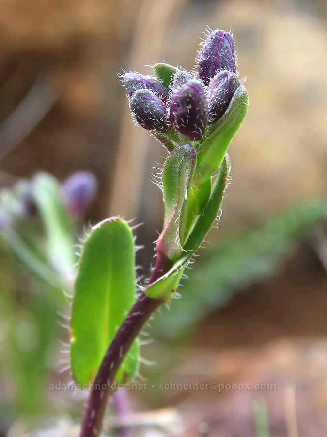 Waldo rock-cress, budding (Arabis aculeolata) [Oregon Mountain Botanical Area, Josephine County, Oregon]