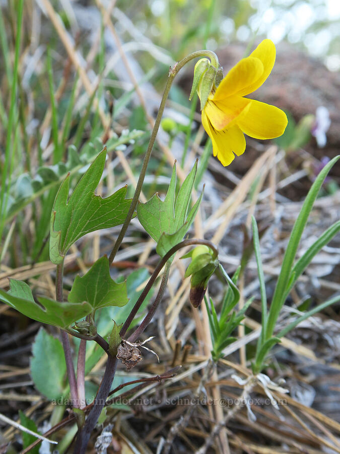 pine violet (Viola lobata ssp. lobata) [Oregon Mountain Botanical Area, Josephine County, Oregon]
