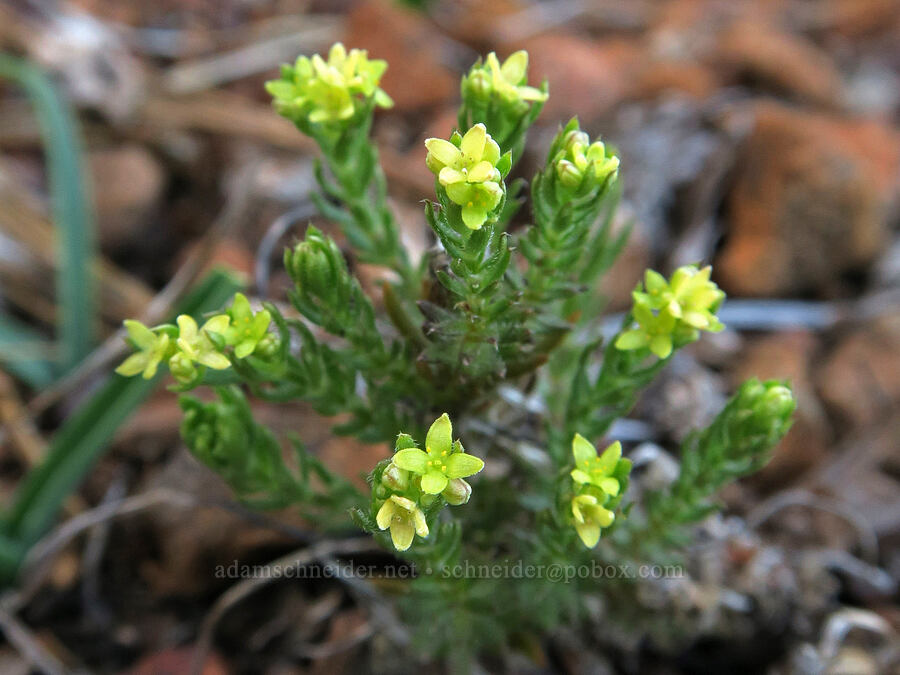 Siskiyou bedstraw (Galium ambiguum var. siskiyouense) [Oregon Mountain Botanical Area, Josephine County, Oregon]