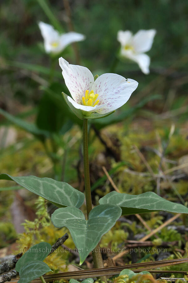Siskiyou trillium (Pseudotrillium rivale (Trillium rivale)) [Forest Road 4402, Josephine County, Oregon]