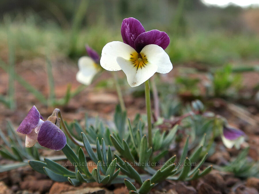 Oregon violet (Viola hallii) [Forest Road 4402, Josephine County, Oregon]