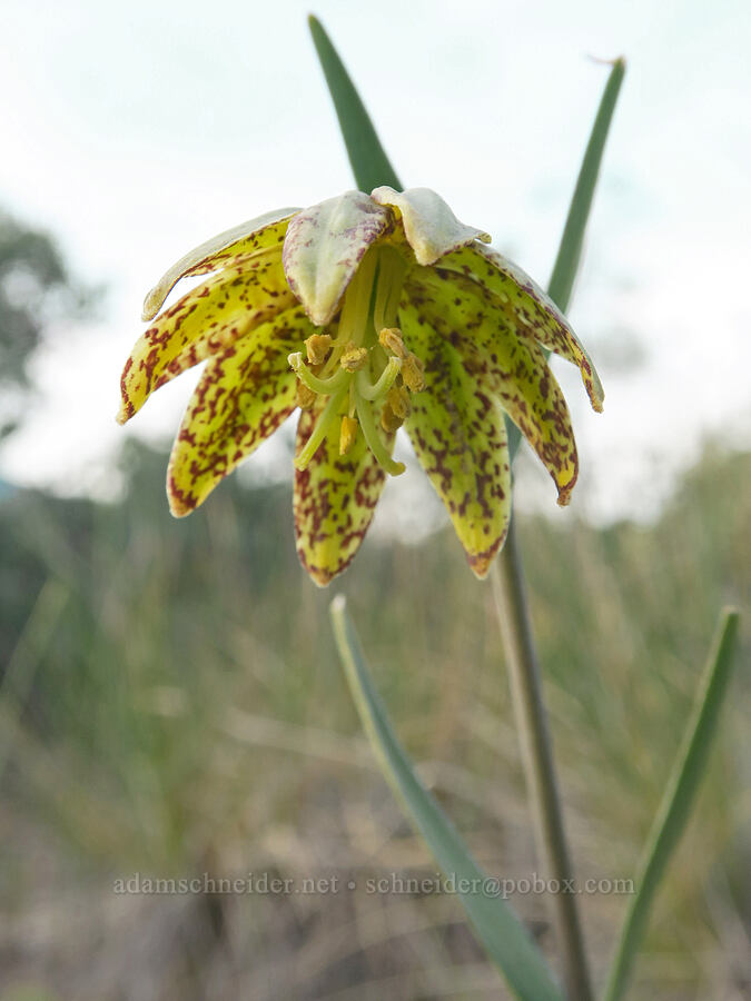Siskiyou fritillary with 9 tepals (Fritillaria glauca) [Rough and Ready State Natural Site, Josephine County, Oregon]