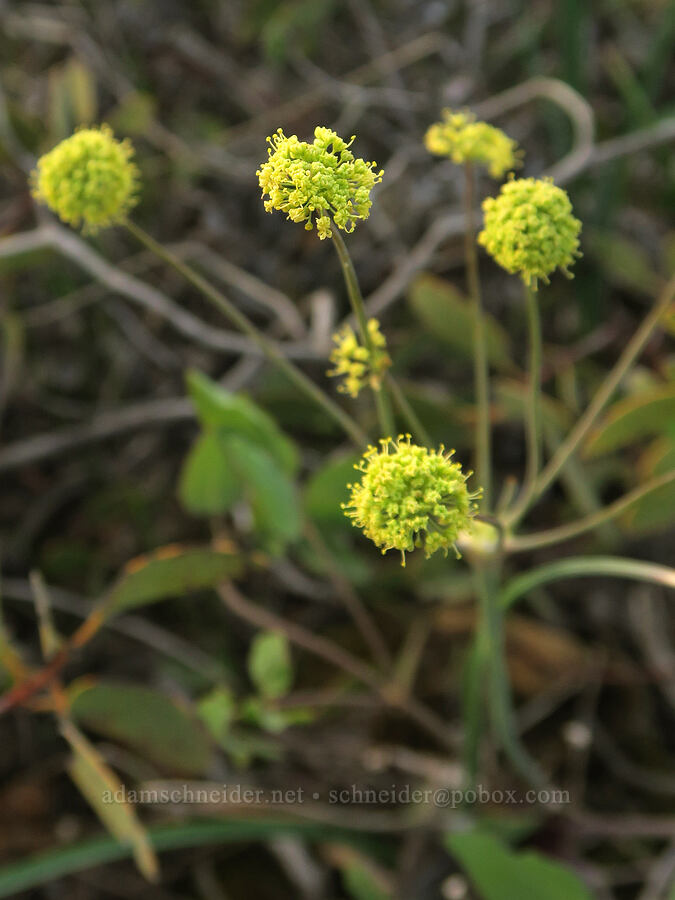 bare-stem desert parsley (Lomatium nudicaule) [Rough and Ready State Natural Site, Josephine County, Oregon]