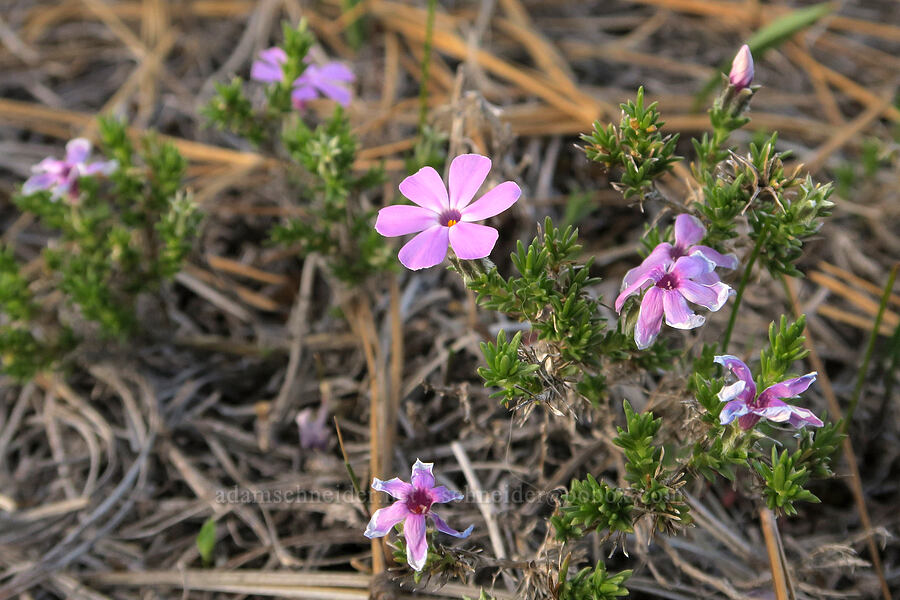 spreading phlox (Phlox diffusa) [Rough and Ready State Natural Site, Josephine County, Oregon]