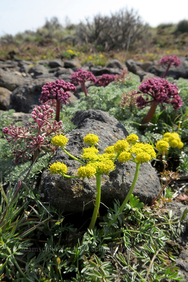 cous biscuitroot & John Day desert parsley (Lomatium cous, Lomatium minus) [Rooper Road, Wasco County, Oregon]