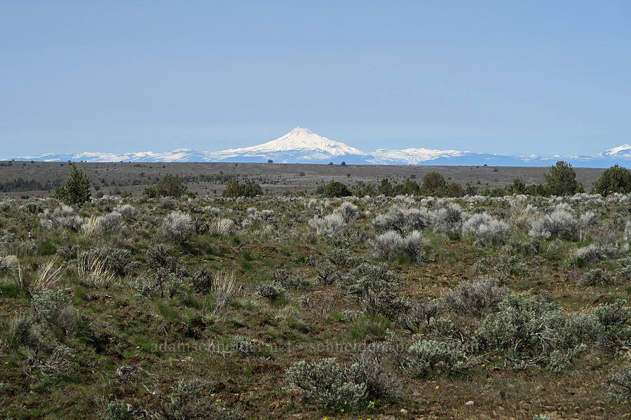 Mount Jefferson & sagebrush [Rooper Road, Wasco County, Oregon]