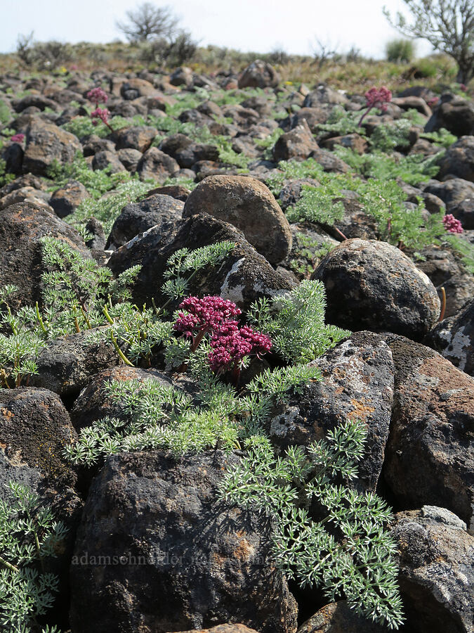 John Day desert parsley (Lomatium minus) [Rooper Road, Wasco County, Oregon]