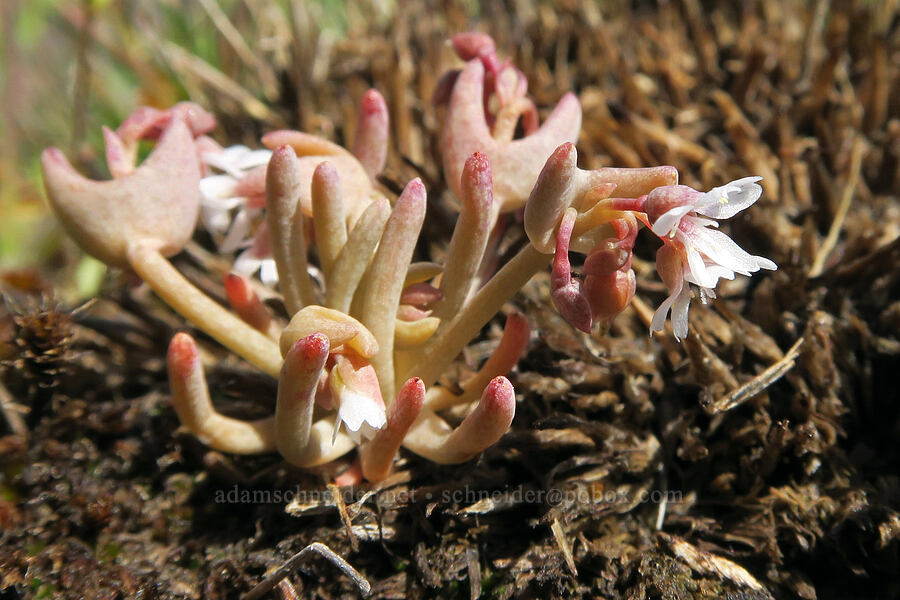 pale spring-beauty (Claytonia exigua ssp. exigua (Montia exigua ssp. exigua)) [Rooper Road, Wasco County, Oregon]