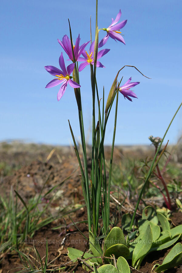 grass-widow (Olsynium douglasii) [Rooper Road, Wasco County, Oregon]