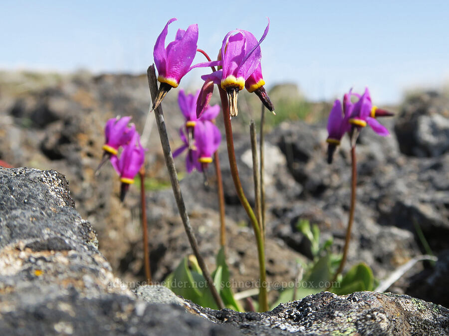 desert shooting stars (Dodecatheon conjugens (Primula conjugens)) [Rooper Road, Wasco County, Oregon]