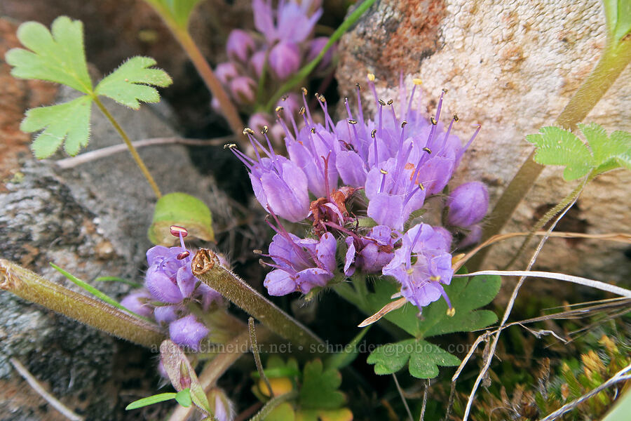 alpine ball-head waterleaf (Hydrophyllum capitatum var. alpinum (Hydrophyllum alpestre)) [Rooper Road, Wasco County, Oregon]