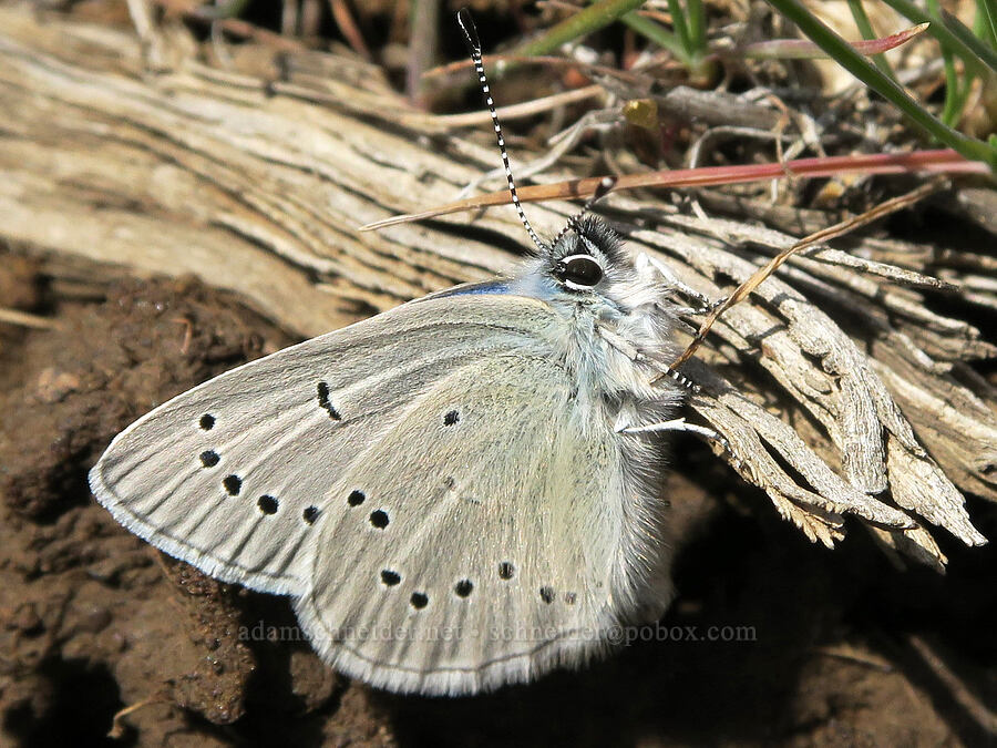 silvery blue butterfly (Glaucopsyche lygdamus) [Rooper Road, Wasco County, Oregon]