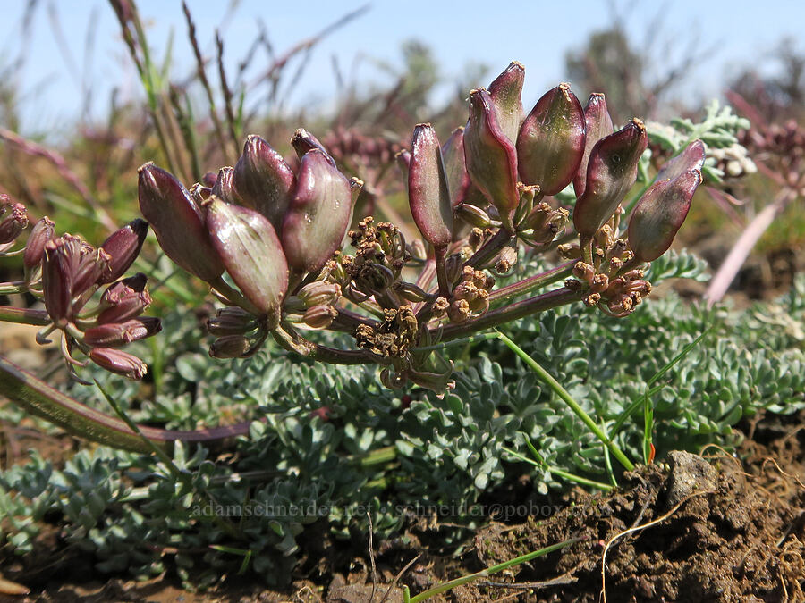 Canby's desert parsley, going to seed (Lomatium canbyi (Cogswellia canbyi)) [Rooper Road, Wasco County, Oregon]