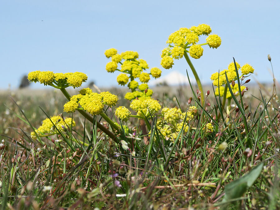 cous biscuitroot (Lomatium cous) [Rooper Road, Wasco County, Oregon]