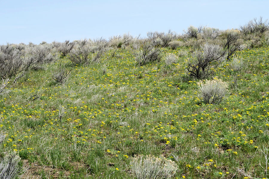 Donnell's desert parsley (Lomatium donnellii) [HIghway 218, Antelope, Wasco County, Oregon]