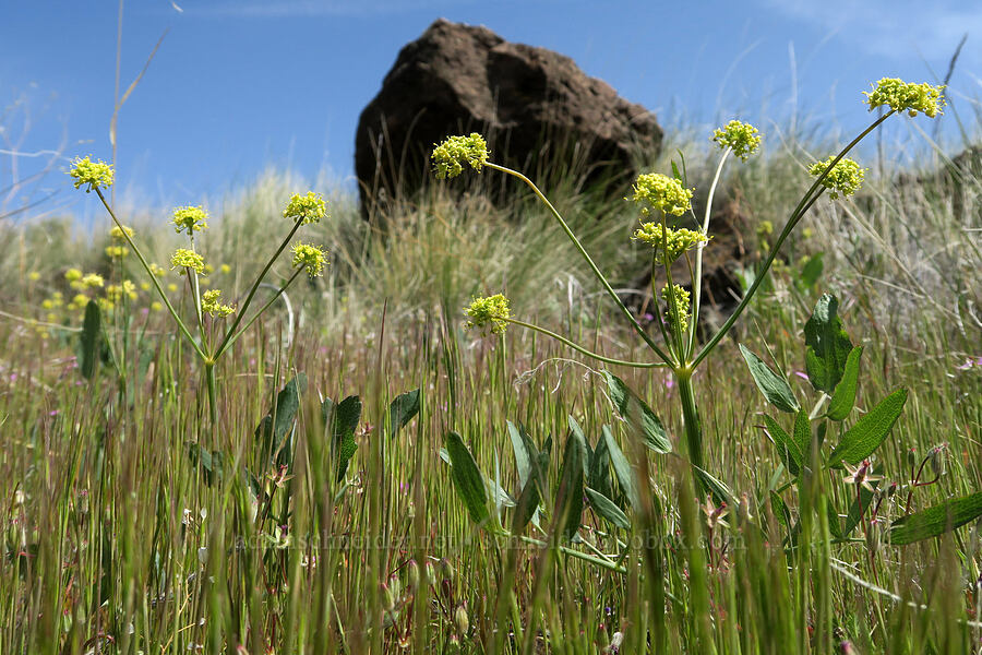 bare-stem desert parsley (Lomatium nudicaule) [HIghway 218, Wasco County, Oregon]