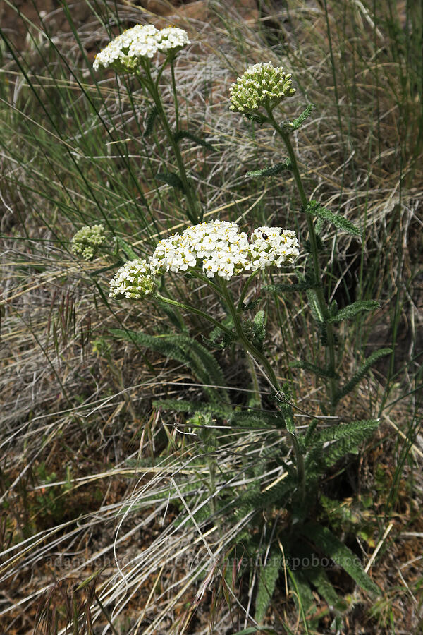 yarrow (Achillea millefolium) [Spring Basin Wilderness, Wheeler County, Oregon]