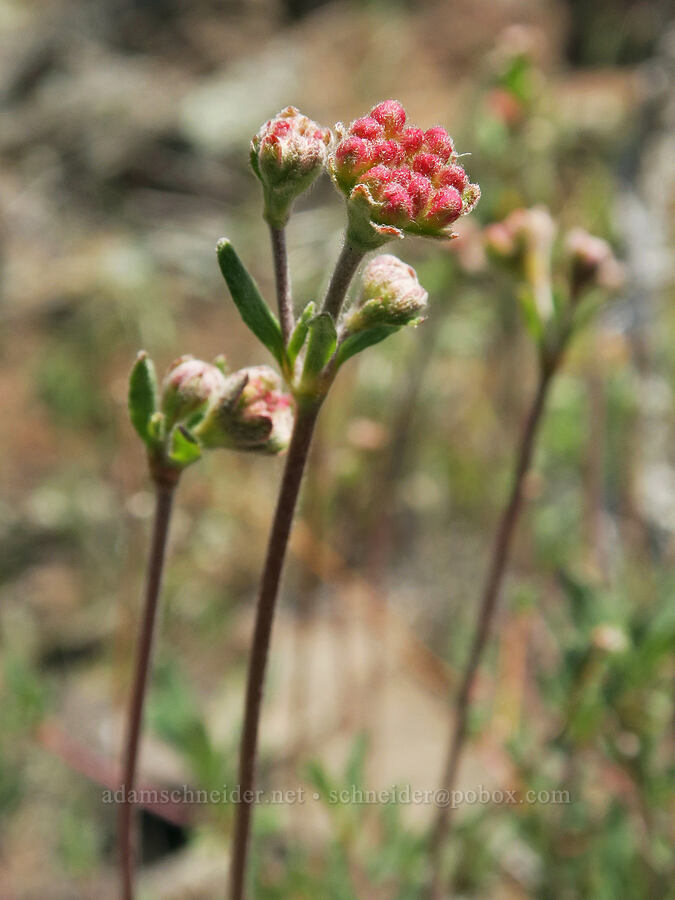 rock buckwheat (Eriogonum sphaerocephalum var. sphaerocephalum) [Spring Basin Wilderness, Wheeler County, Oregon]