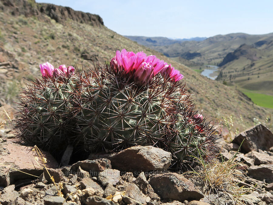 black-spined snowball cactus (Pediocactus nigrispinus (Pediocactus simpsonii var. robustior)) [Spring Basin Wilderness, Wheeler County, Oregon]