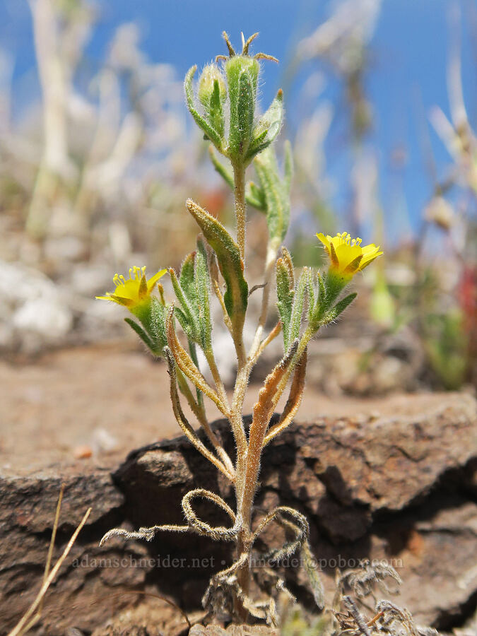 white-stem blazing-star (Mentzelia albicaulis) [Spring Basin Wilderness, Wheeler County, Oregon]