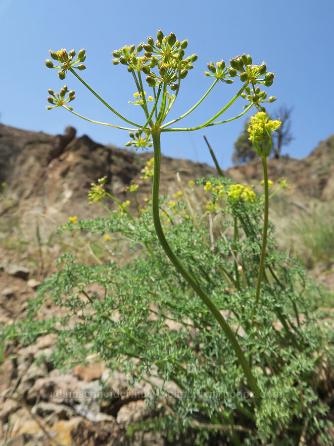 pungent desert parsley, going to seed (Lomatium papilioniferum (Lomatium grayi)) [Spring Basin Wilderness, Wheeler County, Oregon]
