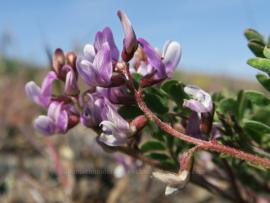 John Day milk-vetch (Astragalus diaphanus var. diaphanus) [Spring Basin Wilderness, Wheeler County, Oregon]
