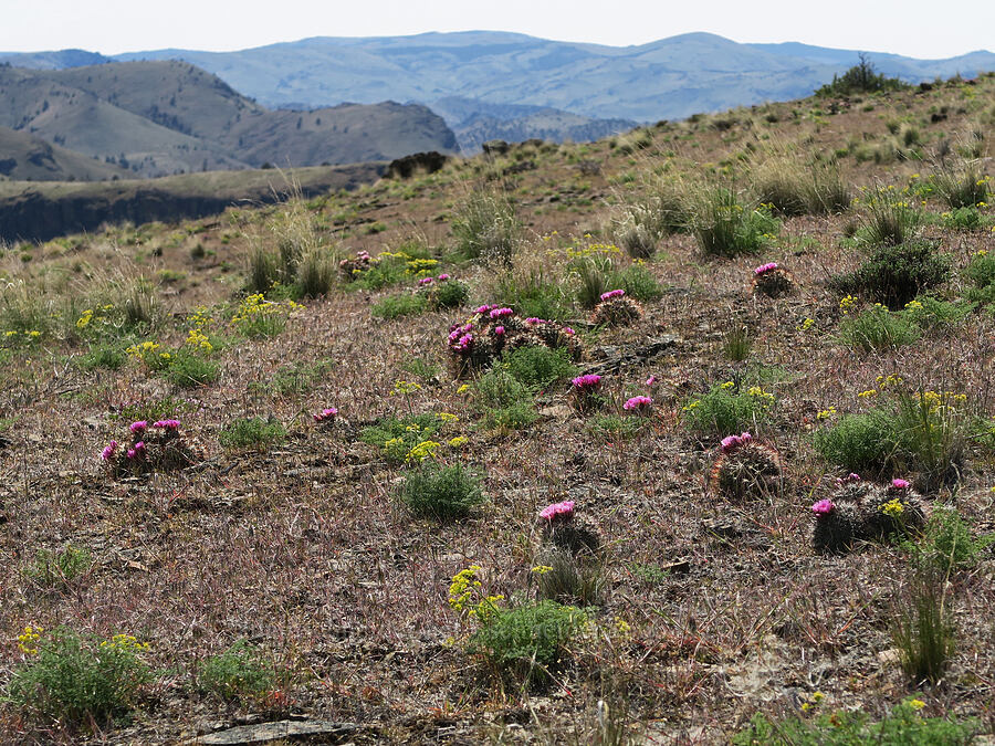 cactus & desert parsley (Pediocactus nigrispinus (Pediocactus simpsonii var. robustior), Lomatium papilioniferum (Lomatium grayi)) [Spring Basin Wilderness, Wheeler County, Oregon]