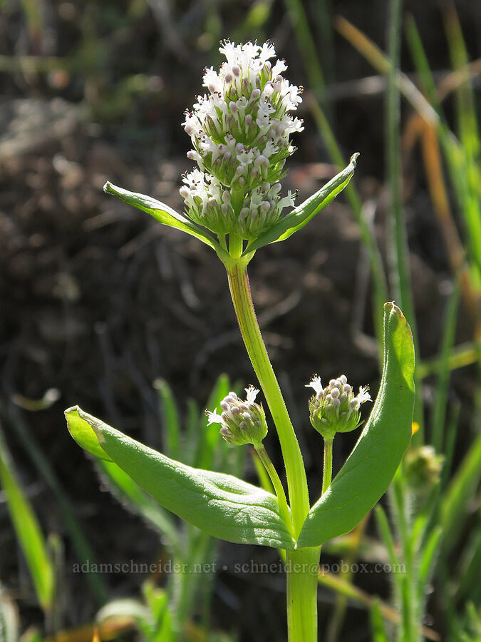 white plectritis (Plectritis macrocera) [Spring Basin Wilderness, Wheeler County, Oregon]