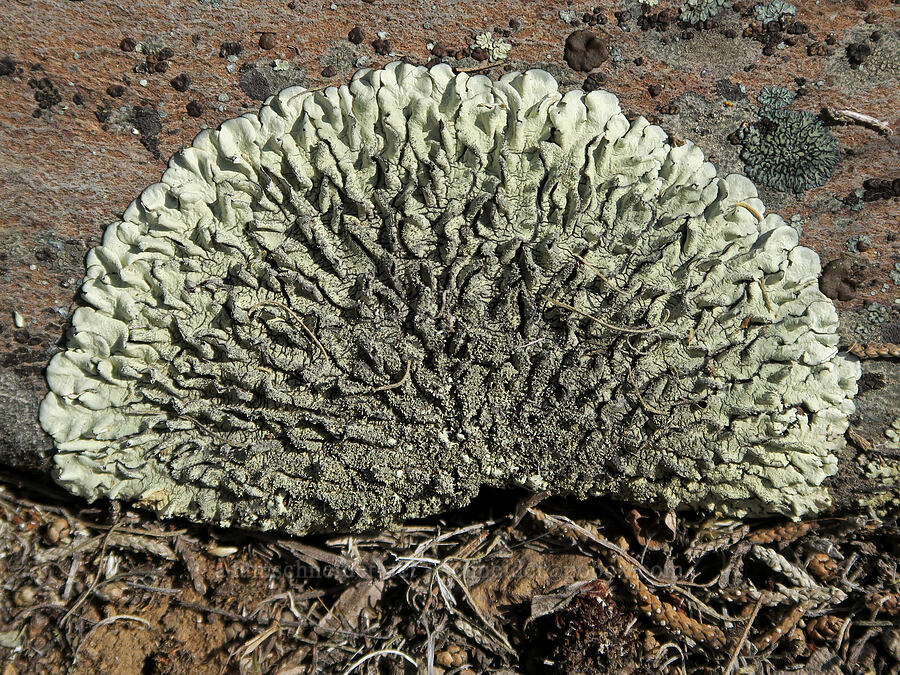 crustose lichen [Spring Basin Wilderness, Wheeler County, Oregon]