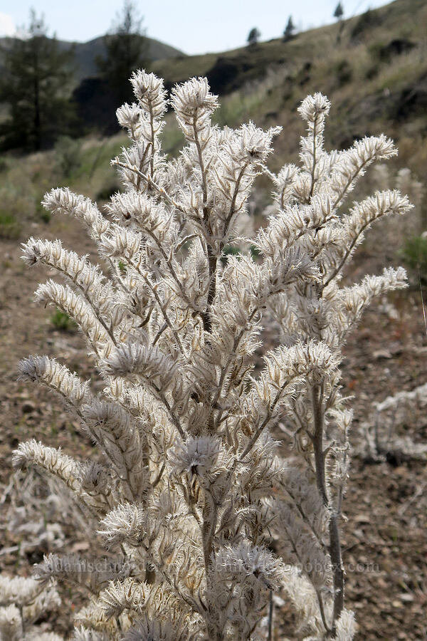 last year's cock's-comb cryptantha (Oreocarya glomerata (Cryptantha celosioides)) [Spring Basin Wilderness, Wheeler County, Oregon]