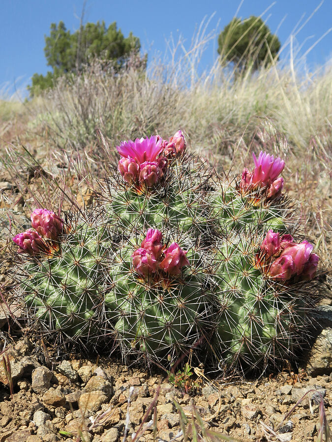 black-spined snowball cactus (Pediocactus nigrispinus (Pediocactus simpsonii var. robustior)) [Spring Basin Wilderness, Wheeler County, Oregon]