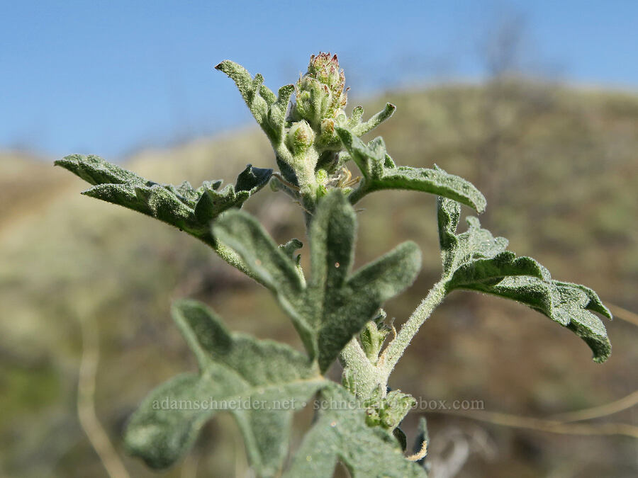 gooseberry-leaf globe-mallow, budding (Sphaeralcea grossulariifolia) [Spring Basin Wilderness, Wheeler County, Oregon]