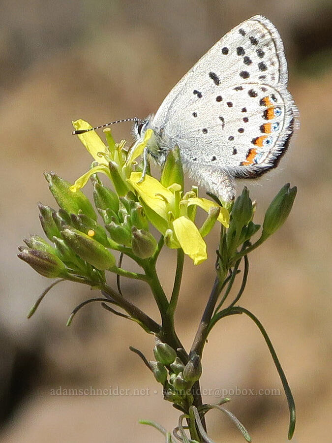 blue butterfly on tansy-mustard (Icaricia sp. (Plebejus sp.), Descurainia sp.) [Spring Basin Wilderness, Wheeler County, Oregon]