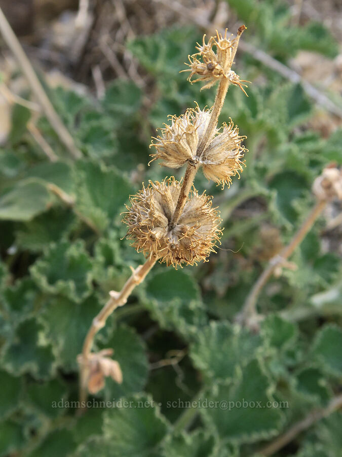 last year's horehound flowers (Marrubium vulgare) [Arch Trail, John Day Fossil Beds National Monument, Wheeler County, Oregon]