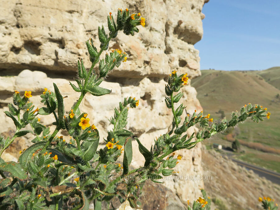 bristly fiddleneck (Amsinckia tessellata) [Arch Trail, John Day Fossil Beds National Monument, Wheeler County, Oregon]