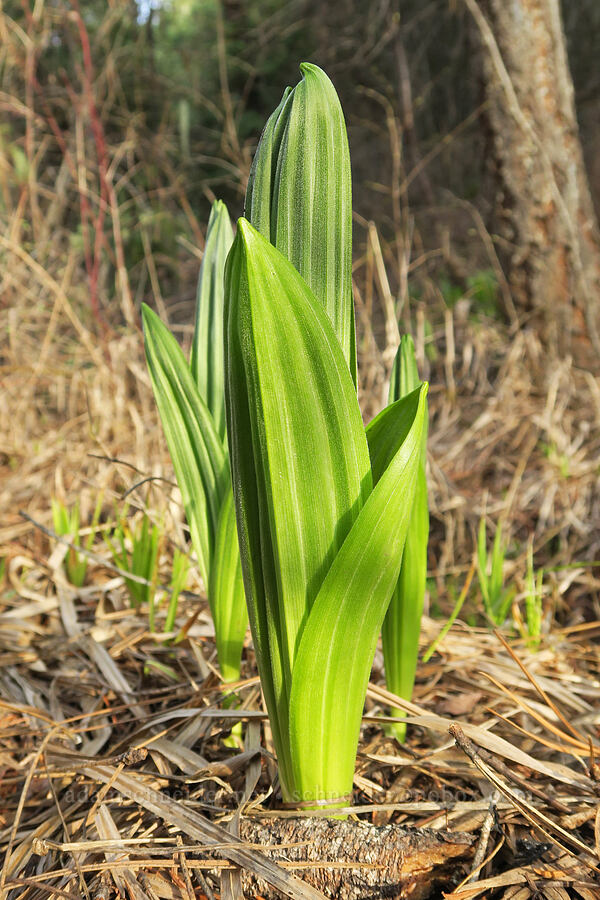 corn lily shoots (Veratrum californicum) [Shelton Wayside County Park, Wheeler County, Oregon]